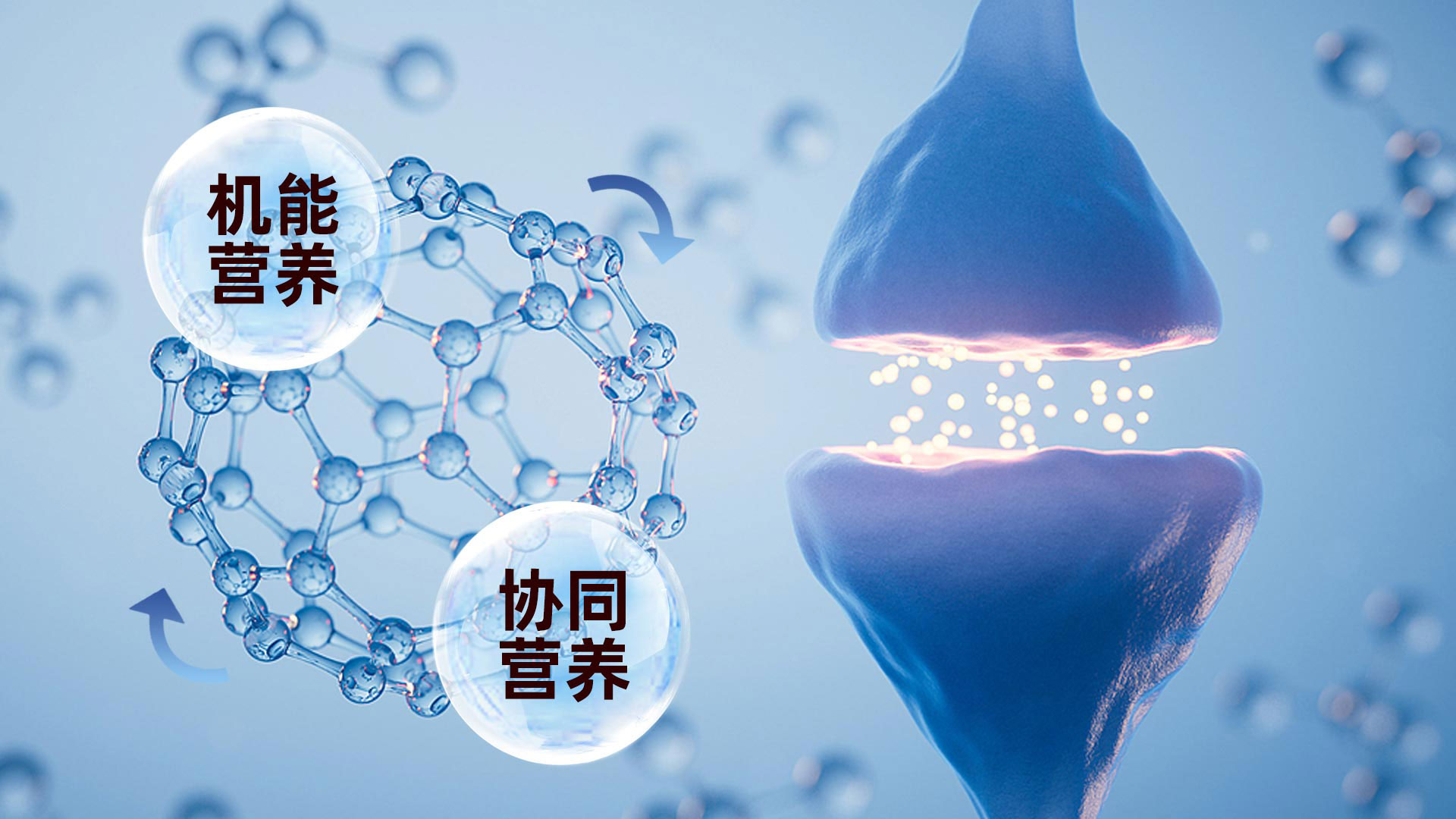 机能营养 协同营养